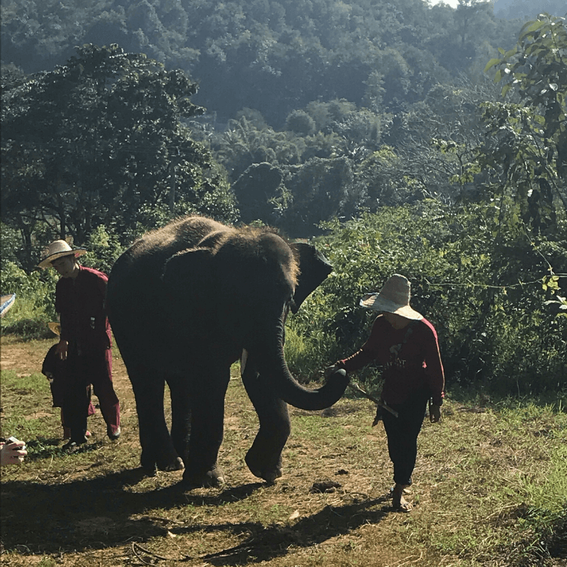 elephant and mahout